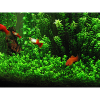 Aquarium plants and small terrarium pots for displays