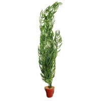 Aquarium plants and little terri pot for aquatic habitats
