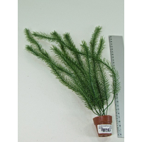 AQUARIUM PLANTS WITH LITTLE TERRI POT