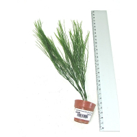 AQUARIUM PLANTS & LITTLE TERRI POT