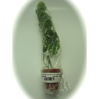AQUARIUM PLANTS & LITTLE TERRI POT