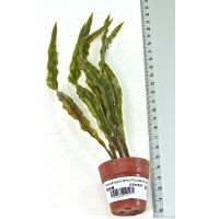 Aquarium plants and small terri pot decorative set