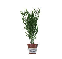 Artificial aquarium plants and small terri pot decorations