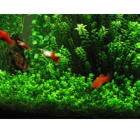 Aquarium plants and small terrarium pots for displays
