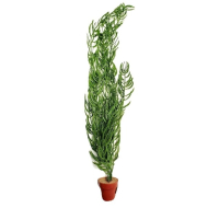 Aquarium plants and little terri pot for aquatic habitats