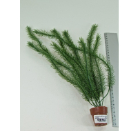 AQUARIUM PLANTS WITH LITTLE TERRI POT