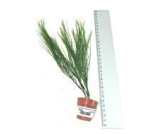 AQUARIUM PLANTS & LITTLE TERRI POT