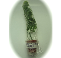 AQUARIUM PLANTS & LITTLE TERRI POT