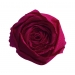 CREPE PAPER DARK RED 50x250cm