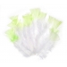 Colour-Tip Feathers White With Mint Green 12 pc