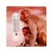 Fridge Magnet Thermometer Assorted Monkey Design